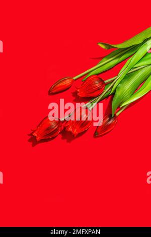 Concept cadeau de la Saint-Valentin. Fond rouge romantique avec bouquet de tulipes lumineux. Lumière dure, ombre foncée, style minimaliste, pose à plat, vue de dessus Banque D'Images