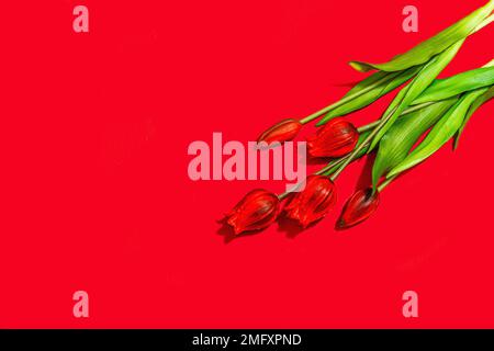 Concept cadeau de la Saint-Valentin. Fond rouge romantique avec bouquet de tulipes lumineux. Lumière dure, ombre foncée, style minimaliste, pose à plat, vue de dessus Banque D'Images