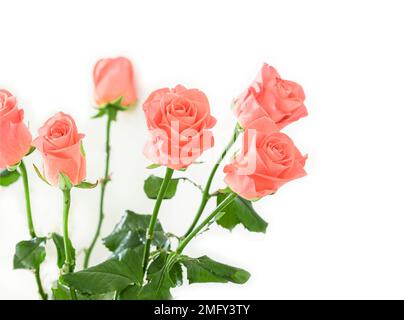 bouquet de roses roses, isolé Banque D'Images