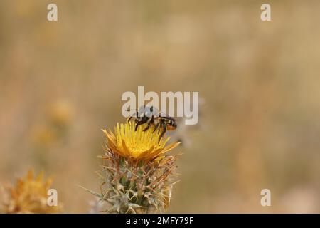 Un gros plan naturel sur une femelle à ornes de bois solitaire be, Lithurus cornutus, collectant du pollen sur une fleur de chardon jaune Banque D'Images