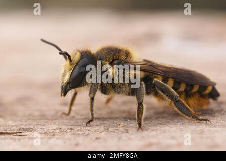 Gros plan détaillé sur un beee femelle solitaire méditerranéen, Megachile melanopgya Banque D'Images
