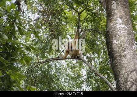 Femme chantant une mère de gibbon avec un nouveau-né dans le parc national de Cat Tien au Vietnam Banque D'Images