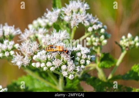 Un coléoptère de soldat marche au-dessus d'une fleur de boneset en mangeant son chemin le long des pétales. Banque D'Images