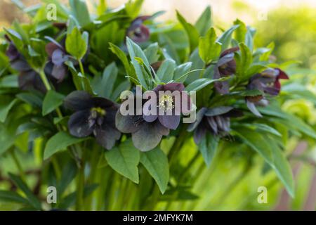 Le violet commun hellebore fleurs. Hellébores purpurascens Banque D'Images