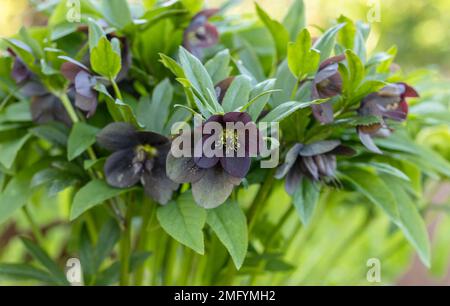 Gros plan de fleur bordeaux profonde de hellebore, jour ensoleillé dans un jardin de printemps Banque D'Images