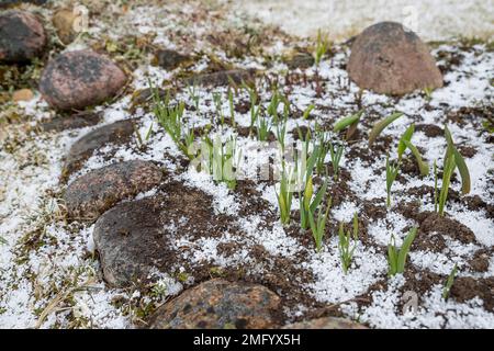Primroses dans les bourgeons au début du printemps sur un lit de fleur de neige. fleur de jonquille en fleurs hâtive arrosée de neige. conditions météorologiques variables. Bonjour printemps. Entre Banque D'Images