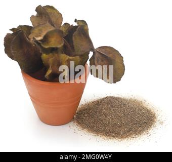 Fruit arjun ayurvédique avec poudre sur fond blanc Banque D'Images