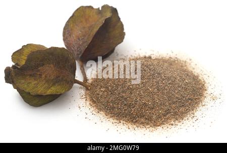 Fruit arjun ayurvédique avec poudre sur fond blanc Banque D'Images