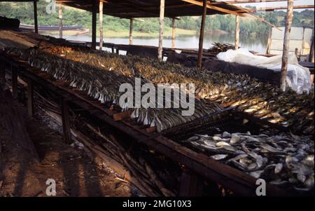 Poissons fumés, séchés et salés au Sénégal, Afrique de l'Ouest Banque D'Images