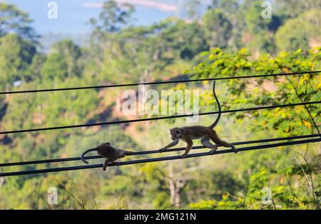 Des singes marchent sur les fils au Sri Lanka Banque D'Images