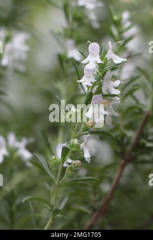 Blanc fleur herbe Satureja montana dans le jardin Banque D'Images