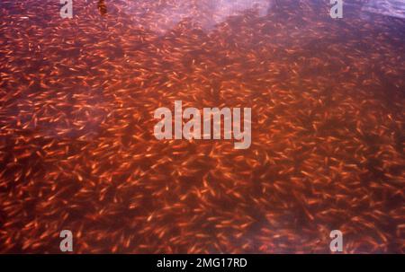 Ferme de poissons d'aquarium de Singapour Banque D'Images