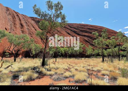 444 Uluru-Ayers Rock gorge face sud-est derrière le bois de sang du désert - Corymbia opaca - arbres vus de la promenade de base. NT-Australie. Banque D'Images