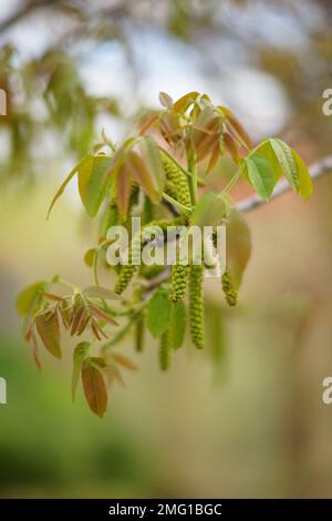 Arbre en noyer fleuri avec boucles d'oreilles suspendues. Noyer fleuri. Banque D'Images