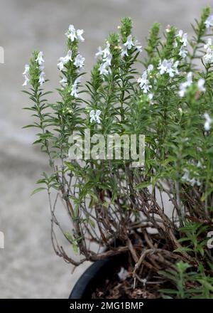 Blanc fleur herbe Satureja montana dans le jardin Banque D'Images