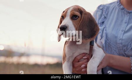 Beagle chiot avec son propriétaire. Femme chien de chasse sur fond de ciel. Copier l'espace Banque D'Images