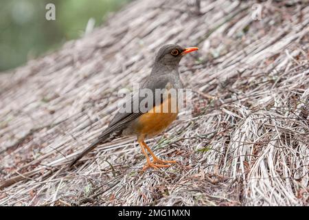 Muguet Abyssinienne, Turdus abyssinicus, adulte unique perché sur un toit de chaume, Lac Nakuuru, Kenya Banque D'Images