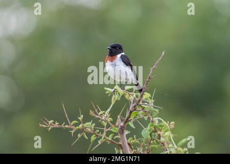 Mastéchat africain, Saxicola torquatus, mâle adulte unique perché sur le Bush, Masai Mara, Kenya Banque D'Images