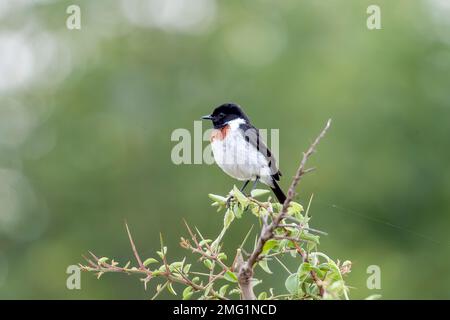 Mastéchat africain, Saxicola torquatus, mâle adulte unique perché sur le Bush, Masai Mara, Kenya Banque D'Images