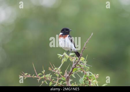 Mastéchat africain, Saxicola torquatus, mâle adulte unique perché sur le Bush, Masai Mara, Kenya Banque D'Images