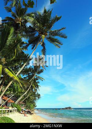 Plage de sable, palmiers, plage de Dalawella, Uniwatuna, province du Sud, Sri Lanka, Asie Banque D'Images