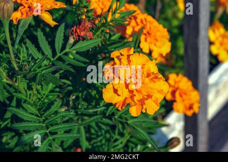 Orange et rouge tagetes ou Marigold fleurs dans le jardin de la maison. Tagetes fleurit sur un fond vert d'un jardin à la maison par une journée ensoleillée. Banque D'Images