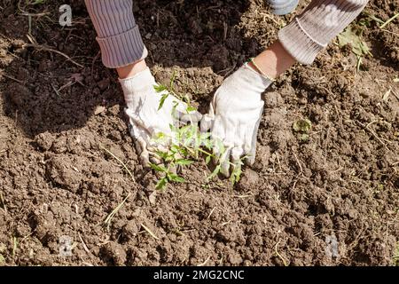 Une femme plante des plants de tomate dans le sol. Culture de légumes dans le jardin. Loisirs et loisirs. Banque D'Images