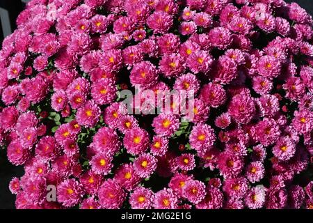 Fleurs de Chrysanthemum rose en fleurs dans le jardin Banque D'Images