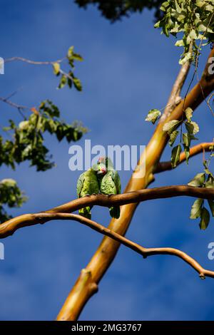 Paire de perroquets rouges ou de perroquets rouges (amazona automnalis) à la Loge de l'Observatoire Arenal, Parc national du volcan Arenal, Costa Rica. Banque D'Images