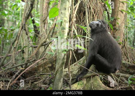 Un macaque Sulawesi à crête noire (Macaca nigra) regarde comme il est assis sous un arbre dans la réserve naturelle de Tangkoko, au nord de Sulawesi, en Indonésie. Les effets du changement climatique sur les espèces endémiques peuvent être observés sur les changements de comportement et de disponibilité alimentaire, qui influent sur leur taux de survie. « Comme les humains, les primates surchauffent et se déshydratent par une activité physique continue par temps extrêmement chaud », selon un scientifique, Brogan M. Stewart, dans son rapport publié en 2021 sur la conversation. « Dans un avenir plus chaud, ils devraient s'ajuster, se reposer et rester à l'ombre pendant les périodes les plus chaudes... Banque D'Images