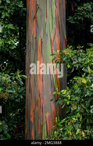 Eucalyptus arc-en-ciel coloré, Eucalyptus deglupta, croissant à l'Arenal Observatory Lodge dans le Parc national du volcan Arenal, Costa Rica. Banque D'Images