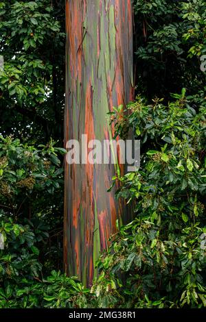 Eucalyptus arc-en-ciel coloré, Eucalyptus deglupta, croissant à l'Arenal Observatory Lodge dans le Parc national du volcan Arenal, Costa Rica. Banque D'Images