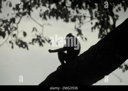 Un macaque Sulawesi à crête noire (Macaca nigra) est silhouetté sur un ciel lumineux car il repose sur un arbre près d'une plage dans la réserve naturelle de Tangkoko, au nord de Sulawesi, en Indonésie. Les effets du changement climatique sur les espèces endémiques peuvent être observés sur les changements de comportement et de disponibilité alimentaire, qui influent sur leur taux de survie. « Comme les humains, les primates surchauffent et se déshydratent par une activité physique continue par temps extrêmement chaud », selon un scientifique, Brogan M. Stewart, dans son rapport publié en 2021 sur la conversation. « Dans un avenir plus chaud, ils devraient s'adapter, se reposer et rester... Banque D'Images