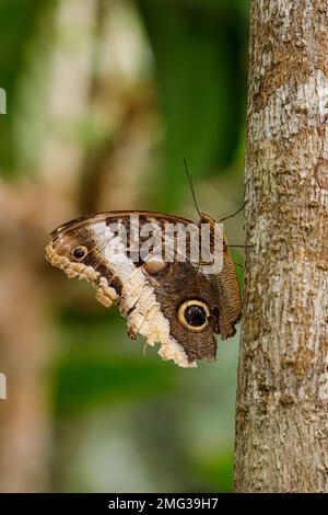 Papillon géant à bordure jaune (Caligo atreus) Parc national du volcan Arenal, Costa Rica. Banque D'Images