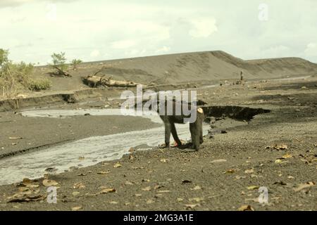 Un macaque Sulawesi à cragoût noir (Macaca nigra) est photographié sur le côté d'un ruisseau car il s'arrête à l'activité de recherche de nourriture près d'une plage dans la forêt de Tangkoko, au nord de Sulawesi, en Indonésie. Les effets du changement climatique sur les espèces endémiques peuvent être observés sur les changements de comportement et de disponibilité alimentaire, qui influent sur leur taux de survie. « Comme les humains, les primates surchauffent et se déshydratent par une activité physique continue par temps extrêmement chaud », selon un scientifique, Brogan M. Stewart, dans son rapport publié en 2021 sur la conversation. Banque D'Images