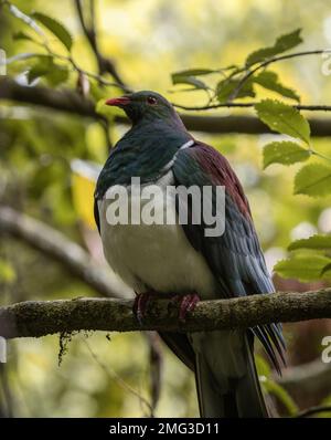 Gros plan d'un oiseau de pigeon en bois endémique de Kereru en Nouvelle-Zélande assis sur une branche d'arbre dans le parc national d'Abel Tasman South Island NZ Banque D'Images
