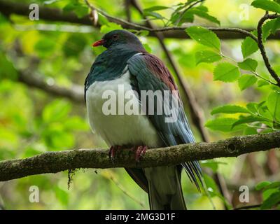 Gros plan d'un oiseau de pigeon en bois endémique de Kereru en Nouvelle-Zélande assis sur une branche d'arbre dans le parc national d'Abel Tasman South Island NZ Banque D'Images