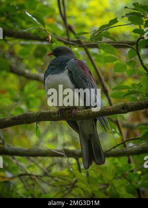 Gros plan d'un oiseau de pigeon en bois endémique de Kereru en Nouvelle-Zélande assis sur une branche d'arbre dans le parc national d'Abel Tasman South Island NZ Banque D'Images