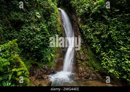 Cascade au parc Mistico Arenal Hanging Bridges, province d'Alajuela, Costa Rica. Banque D'Images