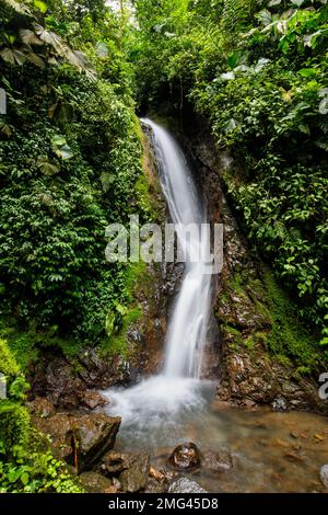 Cascade au parc Mistico Arenal Hanging Bridges, province d'Alajuela, Costa Rica. Banque D'Images