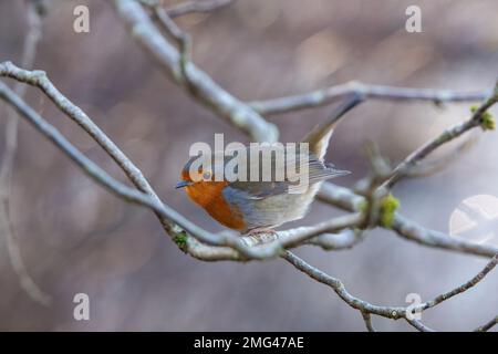 European Robin, (erithacus rubecula), Haddo Country Park, Aberdeenshire, Écosse, ROYAUME-UNI Banque D'Images