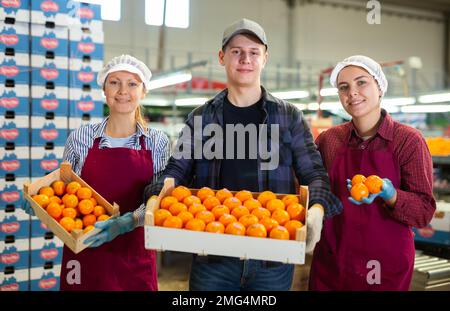 Travailleurs d'usine de tri positif de fruits debout avec des tangerines sélectionnées Banque D'Images