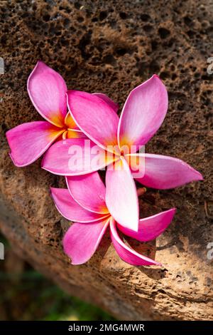 Une image rapprochée de trois jolies fleurs de Plumeria rose magenta (Frangipani) avec des centres jaunes profonds tombés sur une grande roche de lave à Hawaï. Banque D'Images