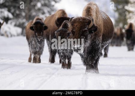 Bison à Yellowstone en hiver Banque D'Images