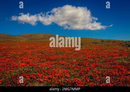 Champ de coquelicots avec nuages Banque D'Images