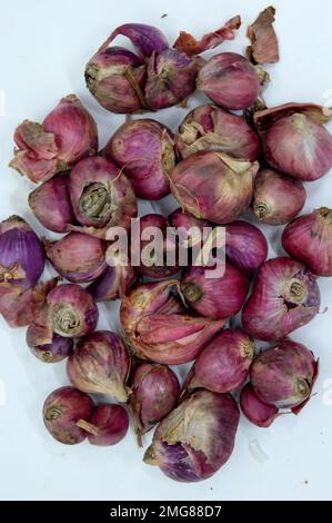 Bawang Merah ou Shallot ses proches sont l'oignon, le Leek, la Chive, l'oignon gallois et l'oignon chinois. Avec la mise au point sélectionnée Banque D'Images