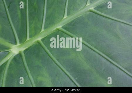 Arrière de la grande feuille de Colocasie, également appelée plante d'oreille d'éléphant, montrant les veines et la texture de la feuille. Gros plan avec des lignes diagonales fortes. Banque D'Images