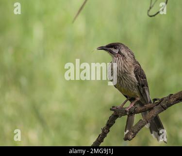 Oiseau arroteur rouge qui colle sa langue dans les zones humides Banque D'Images