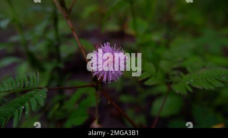 Fleur de Mimosa Pudica ou fleur de princesse gênée, pousse dans le triage de la maison Banque D'Images