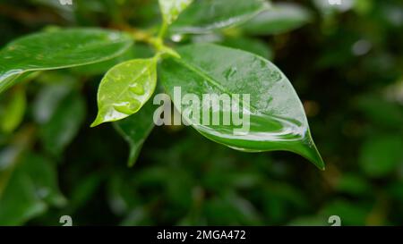 Une vue incroyable des gouttes de pluie qui se mettent en commun sur les bouts des feuilles Banque D'Images